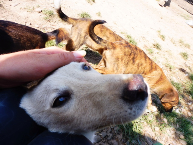 JOYAU - magnifique chiot mâle sable croisé taille petite à moyenne né env février 2018 (Pascani) - adopté par Anne (67) Joyau_10