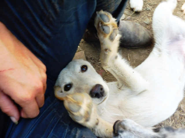 JOYAU - magnifique chiot mâle sable croisé taille petite à moyenne né env février 2018 (Pascani) - adopté par Anne (67) Joyau_12