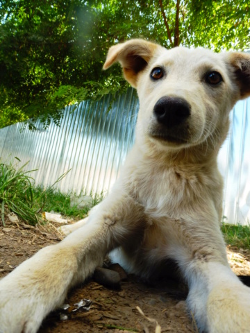 JOYAU - magnifique chiot mâle sable croisé taille petite à moyenne né env février 2018 (Pascani) - adopté par Anne (67) Joyau_19