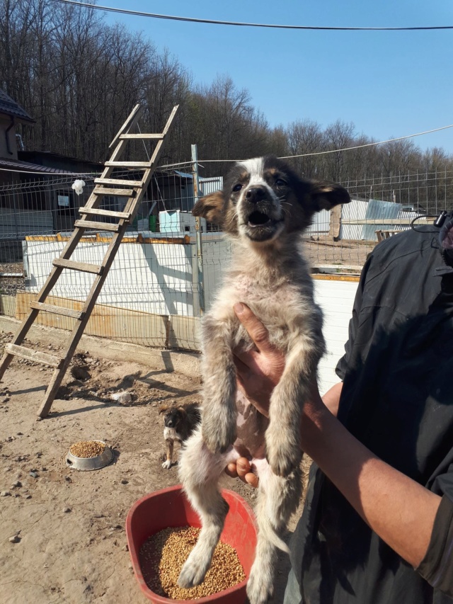 JULIA - magnifique chiot femelle, de taille moyenne à l'âge adulte, née environ décembre 2018 - REMEMBER ME LAND - Réservée adoption par Nadia (Belgique) DECEDEE Julia111