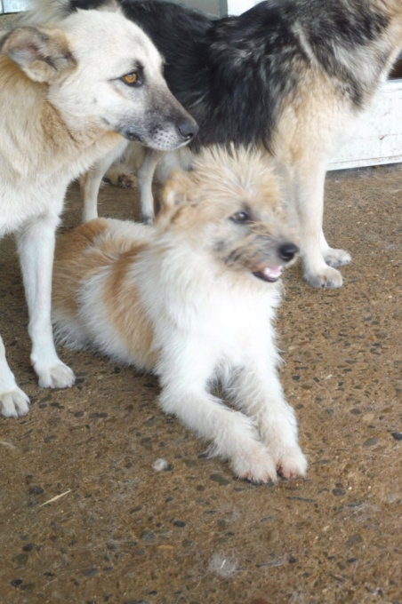 LILY (ex KERRY) - femelle, croisée de taille petite, née en 2017 (PASCANI) - REMEMBER ME LAND - Adoptée par Katia (91)        Kerry_16