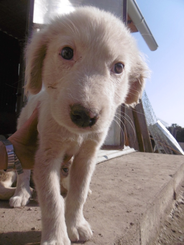 KIBUNGO - Chiot mâle - taille moyenne à l'âge adulte - Né environ mi juin 2019 - adopté par Séverine (26) Kibung15