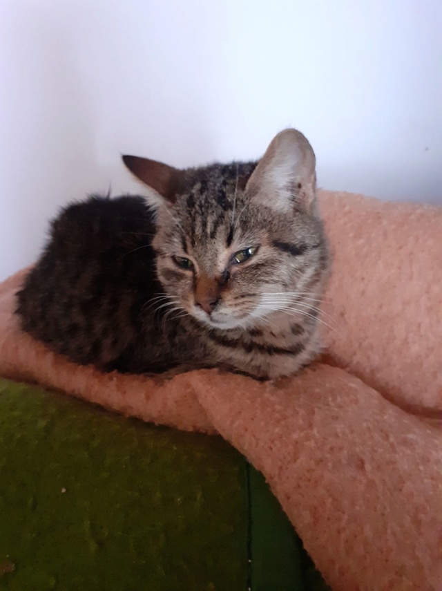 SCUMPI (ex KIWI) - chaton femelle, née environ novembre 2019 - PASCANI -  Adoptée par Maëlle et Corentin (78) Kiwi11