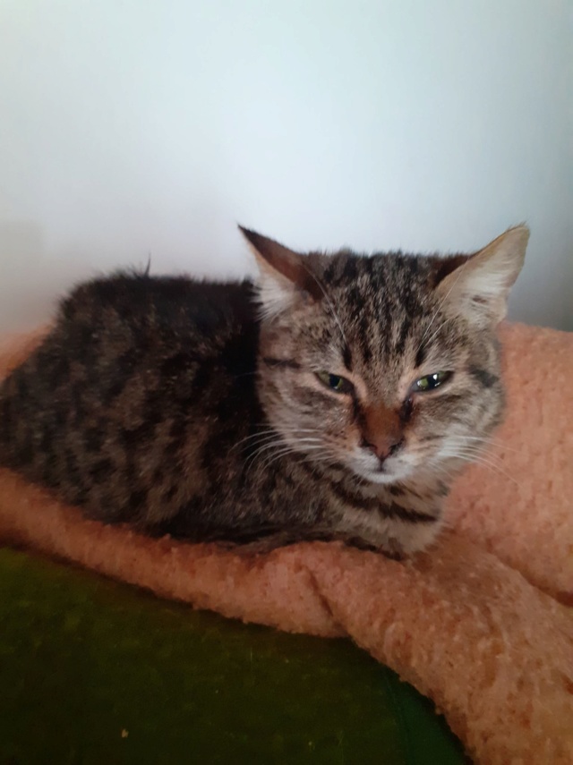 SCUMPI (ex KIWI) - chaton femelle, née environ novembre 2019 - PASCANI -  Adoptée par Maëlle et Corentin (78) Kiwi111