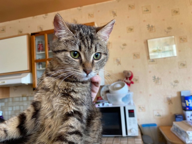 SCUMPI (ex KIWI) - chaton femelle, née environ novembre 2019 - PASCANI -  Adoptée par Maëlle et Corentin (78) Kiwi511
