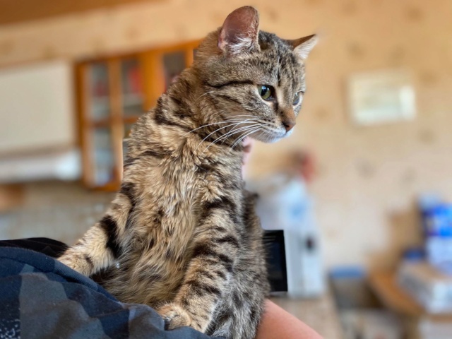 SCUMPI (ex KIWI) - chaton femelle, née environ novembre 2019 - PASCANI -  Adoptée par Maëlle et Corentin (78) Kiwi710