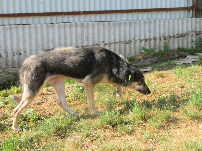 KRISPY, + DE 6 ANS DE BOX - mâle croisé, taille moyenne, né environ en juillet 2012 - REMEMBER ME LAND - Adopté par DOMINIQUE (27) - Décédé  - Page 9 Krispy81