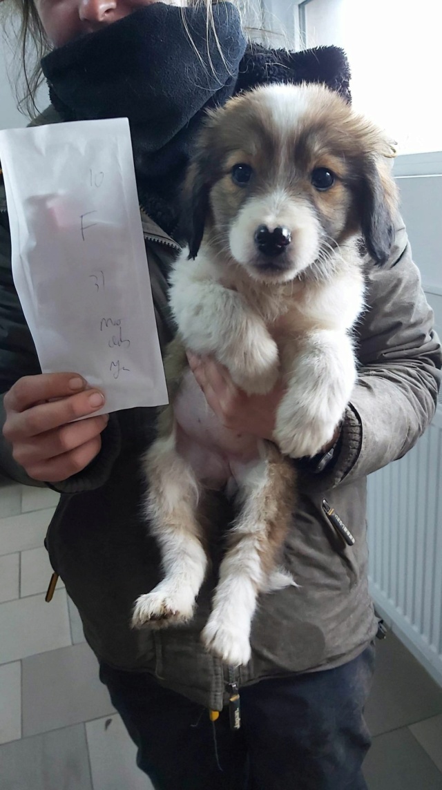 NOVA (ex LEAA) - chiot femelle, de taille petite à moyenne à l'âge adulte - née environ en mi août 2020 - REMEMBER ME LAND - Adopté par Marion (68)  Leaa211