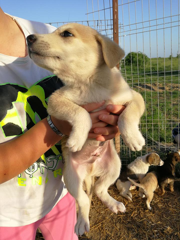 MILO (ex LITCHI) - mâle, croisé, né environ mars 2018 - CHEZ ALINA & ANDA - Adopté par Deborah (Belgique) Litchi10