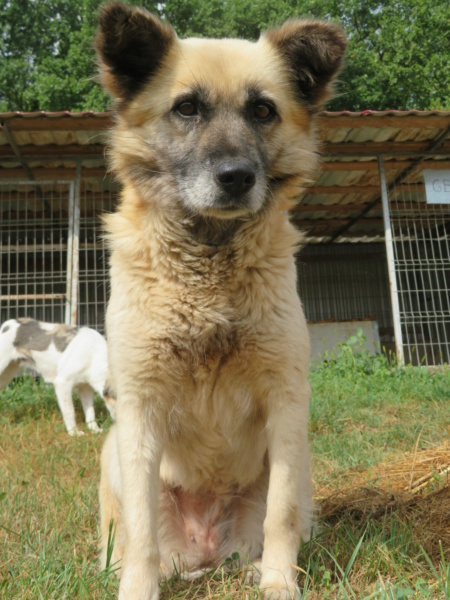 LIUTA - femelle, croisée, taille moyenne - née environ février 2011 - REMEMBER ME LAND - Adoptée par Paraskevi (6000 - Belgique)  - Page 2 Liuta_23