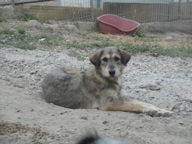 MATCHA (ex LORINA) - Femelle croisée de taille moyenne, née environ en mi juin 2017 - PASCANI - REMEMBER ME LAND - Adoptée par Sylvie (Belgique)  Lorina19