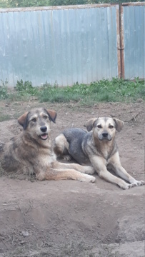 MATCHA (ex LORINA) - Femelle croisée de taille moyenne, née environ en mi juin 2017 - PASCANI - REMEMBER ME LAND - Adoptée par Sylvie (Belgique)  Lorina33