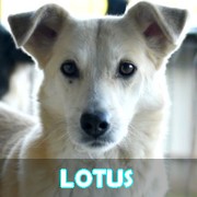 Association Remember Me France : sauver et adopter un chien roumain Lotus12