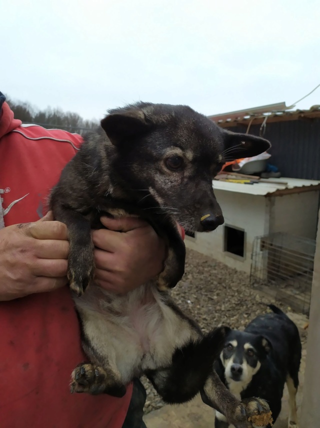 LOUANE - Femelle, croisée, de petite taille (fourrière de Golesti) - née environ en décembre 2008 - Adoptée par Josette (83) - de retour à l'adoption - En FA chez Framboise (83) /Adoptée par Martine (67)  Louane10