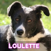 Association Remember Me France : sauver et adopter un chien roumain Loulet24