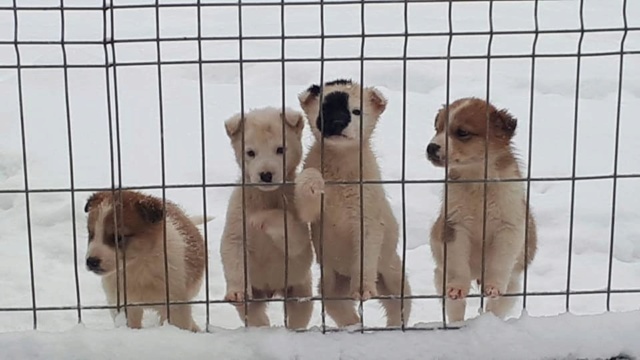 lancelot - LANCELOT - mâle, croisé de taille moyenne adulte, né en septembre 2018 (PASCANI) - REMEMBER ME LAND - Adopté par Isabelle (84) Louna410