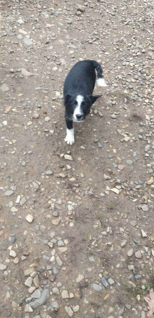 LOU (ex LUCE) - chiot femelle, de taille moyenne à l'âge adulte - née environ en juillet 2020 - REMEMBER ME LAND - Adoptée par Caroline (59)  Luce211