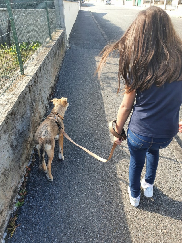 LUTTI - chiot femelle, de taille moyenne à l'âge adulte - née environ en mi avril 2020 - REMEMBER ME LAND - Adoptée par Florine et Romain (42) Lutti113