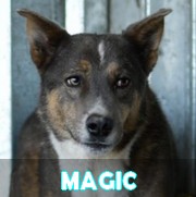 Association Remember Me France : sauver et adopter un chien roumain Magic12