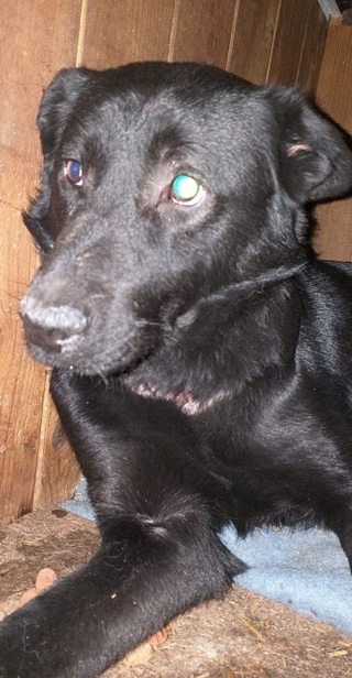 BOSTON - Chiot mâle - taille moyenne à l'âge adulte - Né environ début mi décembre 2019 - REMEMBER ME LAND - Adopté par Stéphane et Marie (54)  Maman_31