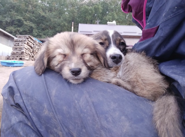 MARACUJA - chiot femelle, de taille moyenne à l'âge adulte - née environ en mai 2020 - REMEMBER ME LAND - Adoptée par Alycia et Samuel (74) Maracu14