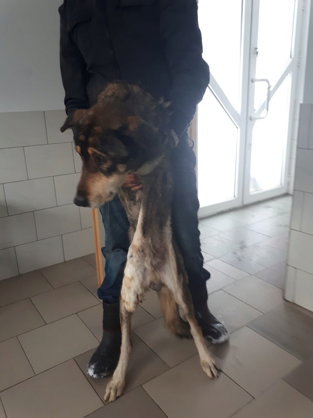 SOS SAUVETAGE : MARECHAL - mâle croisé, âgé, de taille moyenne, né en 2006 et abandonné (PASCANI) - REMEMBER ME LAND- réservé adoption par Pierre-Luc (54) - Décédé Marech11
