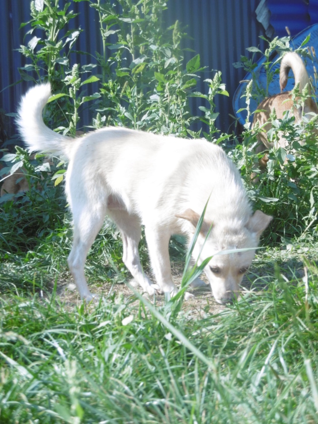 MENESTRELLE - femelle de petite taille (10 kg) gentille et adorable - née environ début juin 2016 - PASCANI - REMEMBER ME LAND - Adoptée par Lucas (59)  Menest13