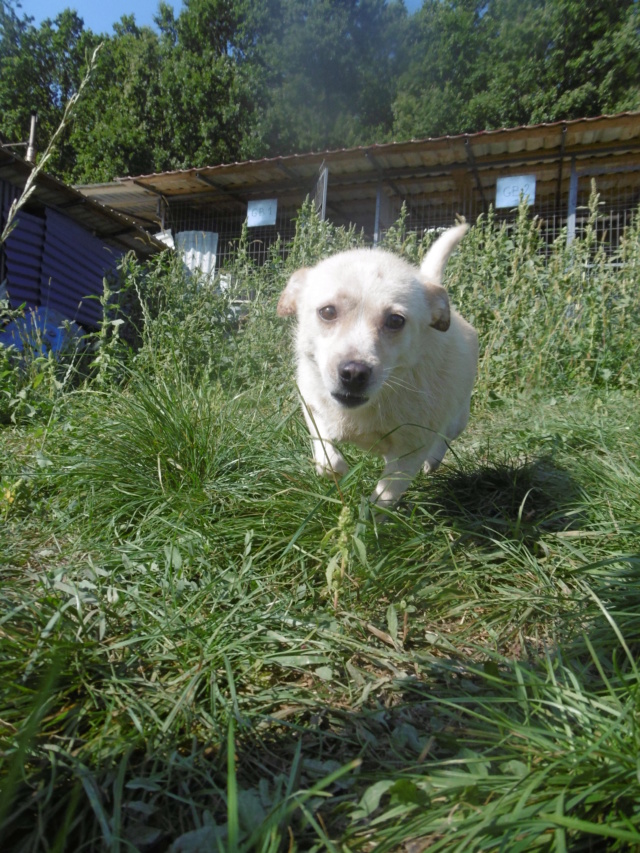 MENESTRELLE - femelle de petite taille (10 kg) gentille et adorable - née environ début juin 2016 - PASCANI - REMEMBER ME LAND - Adoptée par Lucas (59)  Menest16