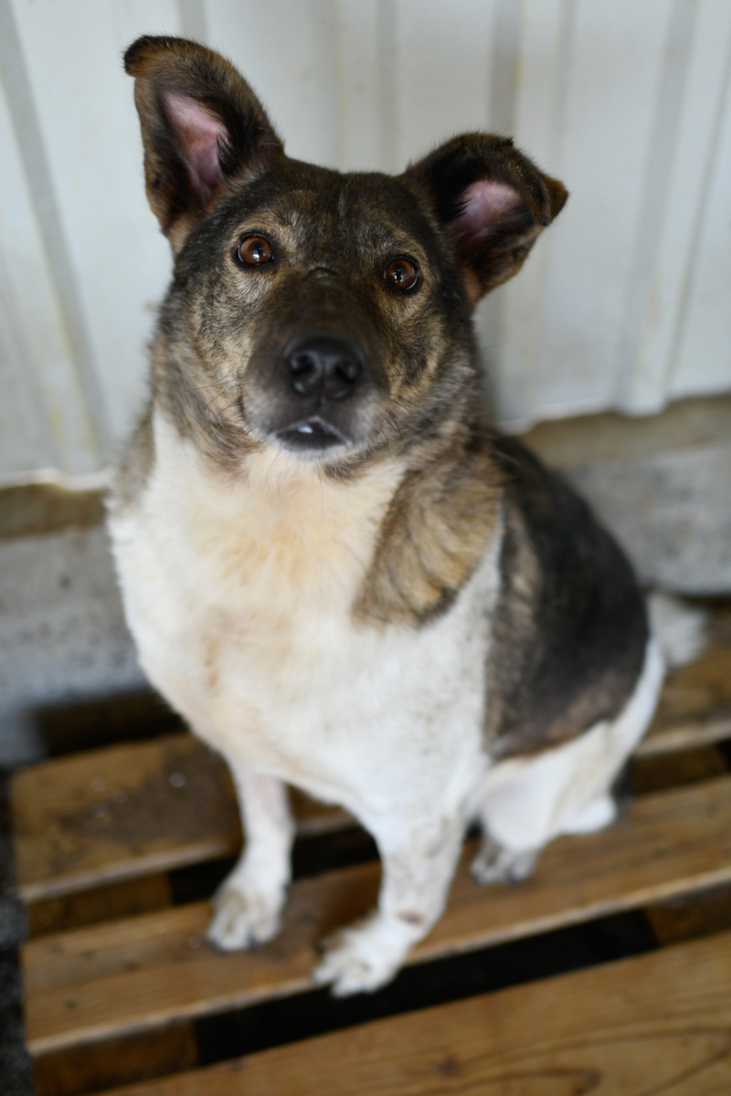 MINOS !! + de 4 ans de box !! - mâle croisé de taille moyenne, né en 2013 - (Pascani) - adopté par Annie (49)  Minos210