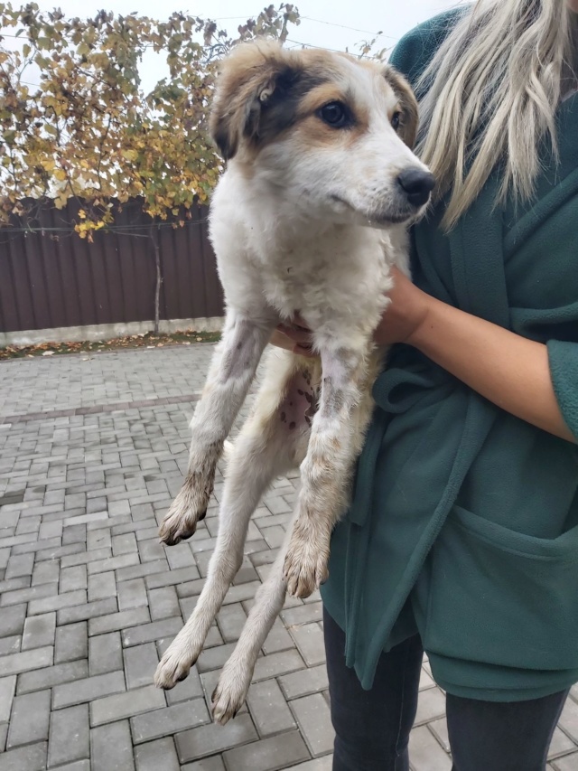 MILO (ex MIRADOR) - mâle, croisé - taille moyenne à l'âge adulte - Né environ mi juin 2019 - adopté par Marie-Christine (Belgique)  Mirado17