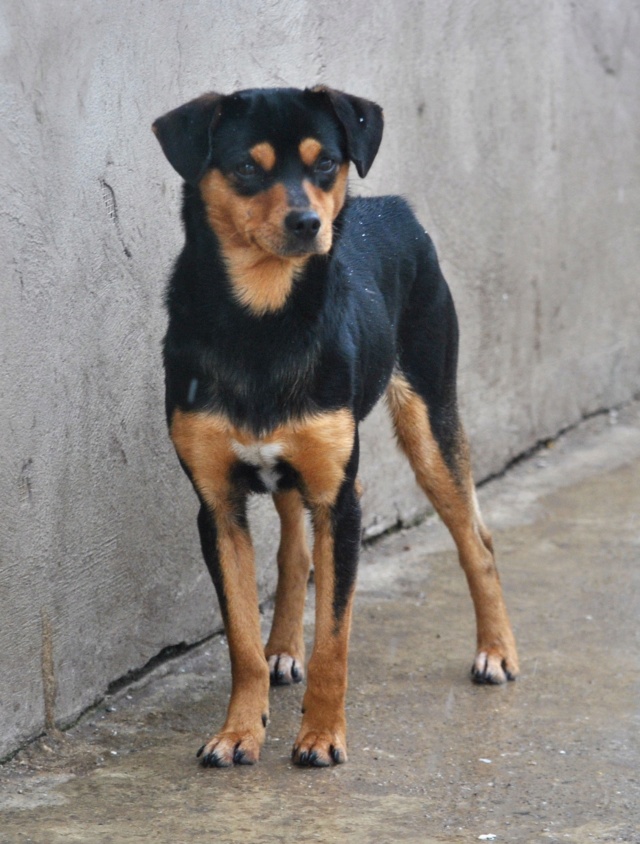 MOWGLI- mâle croisé pinscher de petite taille, né en 2017 environ. Amical (PASCANI) - REMEMBER ME LAND, Adopté en Roumanie Mowgli14