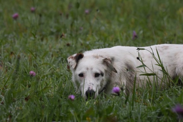 NALA (ex LUNE) - femelle croisée de taille moyenne adulte, née en juin 2018 (PASCANI) - REMEMBER ME LAND - Adoptée par Mélanie (74) - Page 3 Nala113