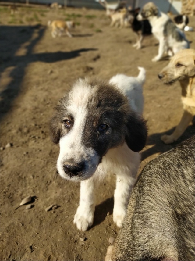 MONZA (ex NASH) - chiot mâle, berger de bucovine, de grande taille à l'âge adulte - né environ en juin 2020 - REMEMBER ME LAND - Adopté par Anastasia (84)  Nash12