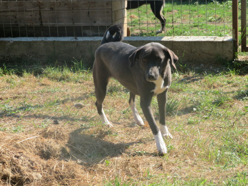 NEMESIS !! + de 4 ans de box !! femelle, de taille moyenne, née environ janvier 2018 (fourrière de GOLESTI) - REMEMBER ME LAND Nemesi23