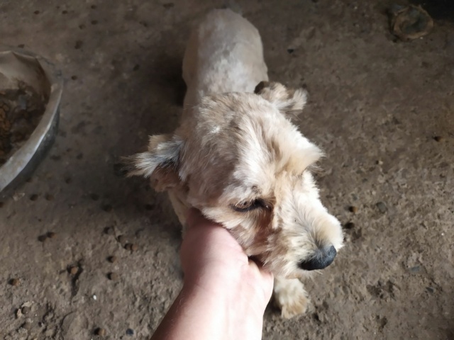 NERO - mâle, typé lhassa apso, de petite taille - né environ en fin août 2019 - REMEMBER ME LAND - Adopté par Nadia (75)  Nero610