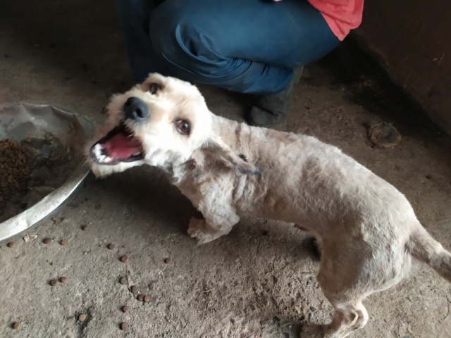 NERO - mâle, typé lhassa apso, de petite taille - né environ en fin août 2019 - REMEMBER ME LAND - Adopté par Nadia (75)  Nero810