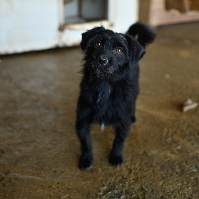 NOIRAUD - mâle croisé de petite taille, né en aout 2017 env. Amical (PASCANI) - REMEMBER ME LAND - Adopté par Raymond (Belgique) Noirau16