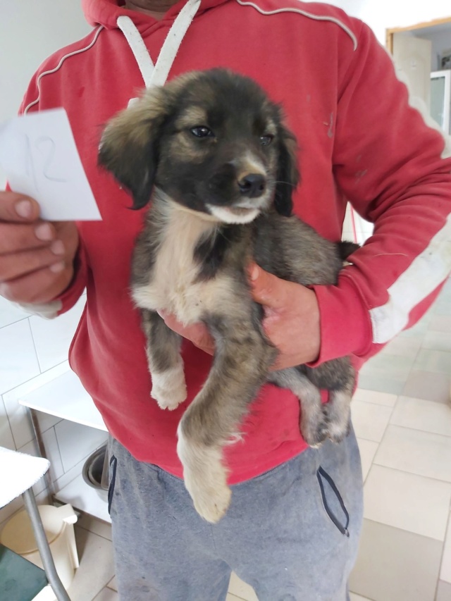 NYANZA - Chiot femelle - taille moyenne à l'âge adulte - Née environ mi juin 2019 - REMEMBER ME LAND - adoptée par Sarah (Belgique)  Nyanza12