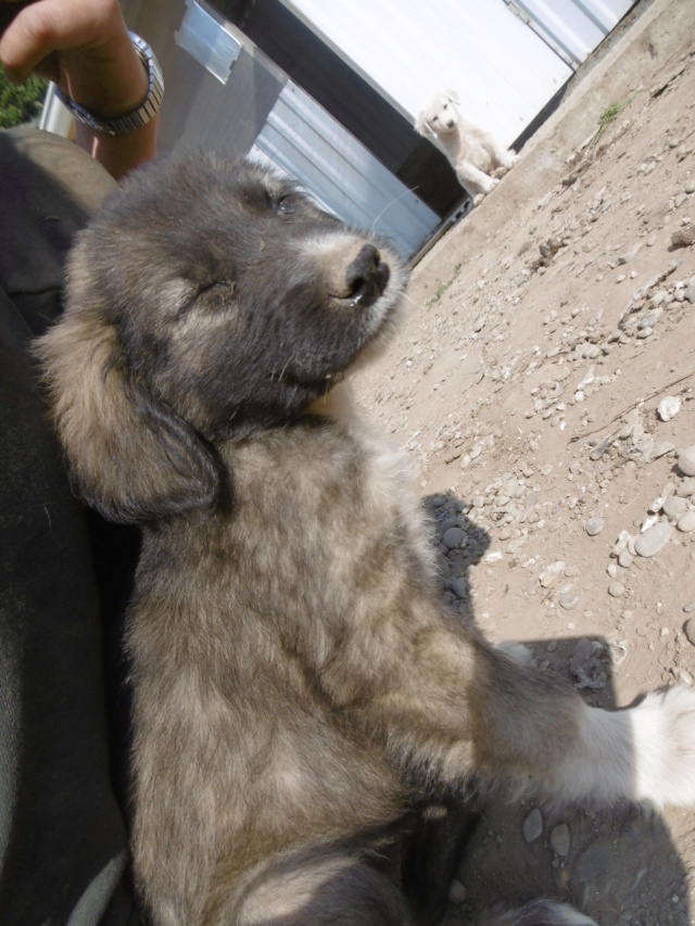 NYANZA - Chiot femelle - taille moyenne à l'âge adulte - Née environ mi juin 2019 - REMEMBER ME LAND - adoptée par Sarah (Belgique)  Nyanza17