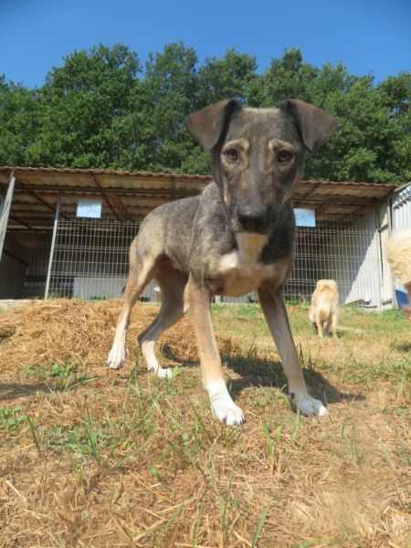 NYXX - URGENCE - !! 4 ans de box !! - femelle, de taille moyenne, née environ janvier 2019 (fourrière de GOLESTI) - REMEMBER ME LAND Nyxx_311