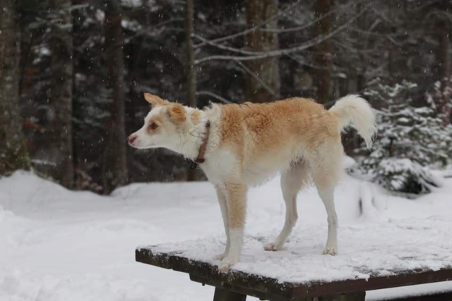 RIO (ex PALERME) - chiot mâle, de taille moyenne à l'âge adulte - né environ en mi avril 2020 - REMEMBER ME LAND - adopté par Moea (01)  Palerm29