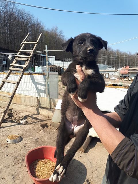 PAMPA - chiot femelle, de taille moyenne à l'âge adulte, née en décembre 2018 - REMEMBER ME LAND - Adoptée par Julie (57) Pampa110