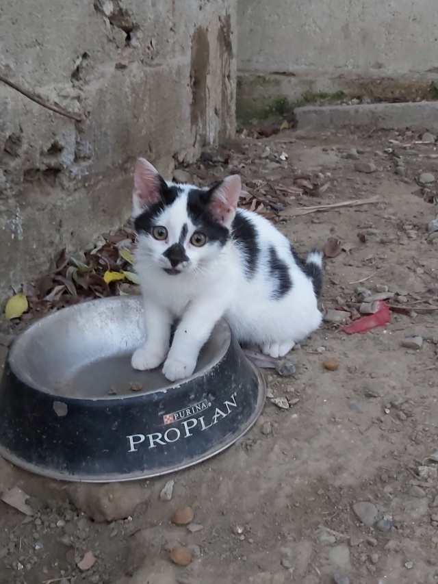 PATAPOUF- chaton mâle, né environ fin juillet 2019 - en FA chez Abysse - adopté par Carine (26)  Patapo26