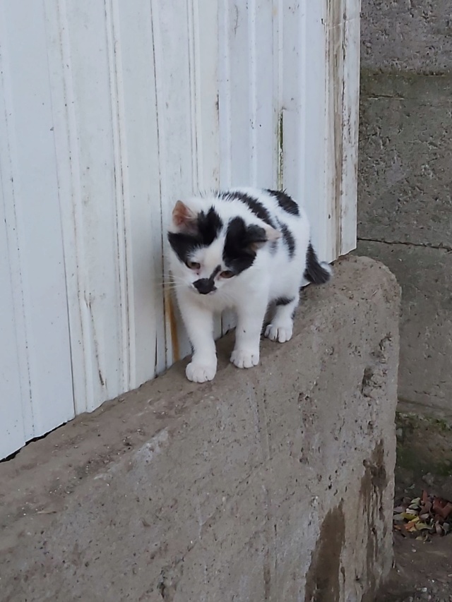 PATAPOUF- chaton mâle, né environ fin juillet 2019 - en FA chez Abysse - adopté par Carine (26)  Patapo28