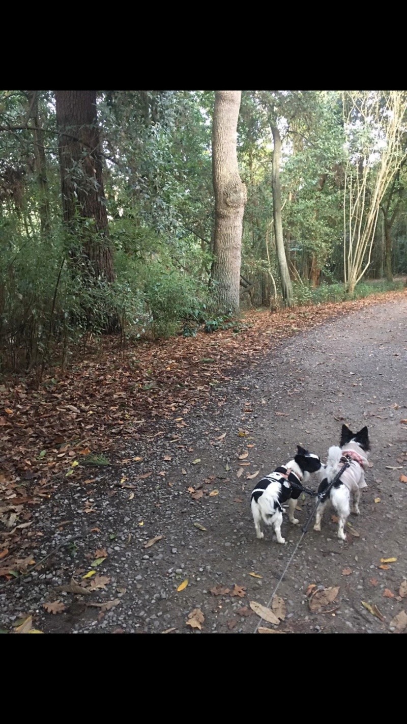 NOLA (ex PERLETTE) - femelle, de petite taille mini (5 kg) - née environ octobre 2017 - REMEMBER ME LAND - ADOPTEE PAR VIRGINIE (64) Perlet25