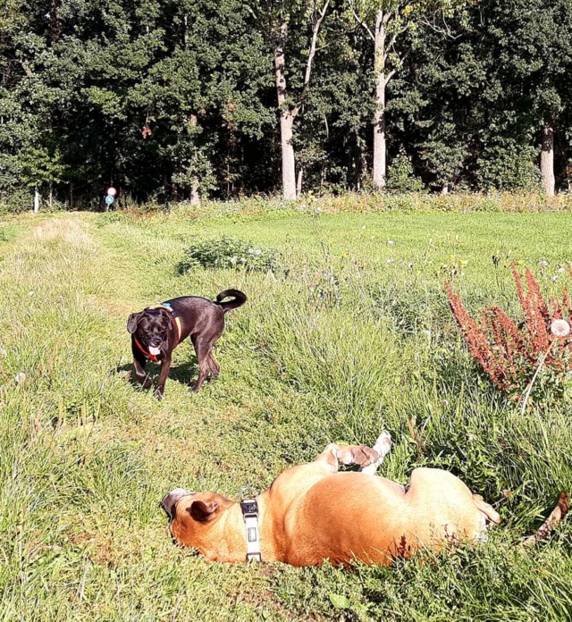 NINA (ex PITA) - femelle, croisée de taille petite à moyenne, née environ en 2015 - CHEZ ALINA & ANDA - Adoptée par Isabel (Belgique) Pitta310