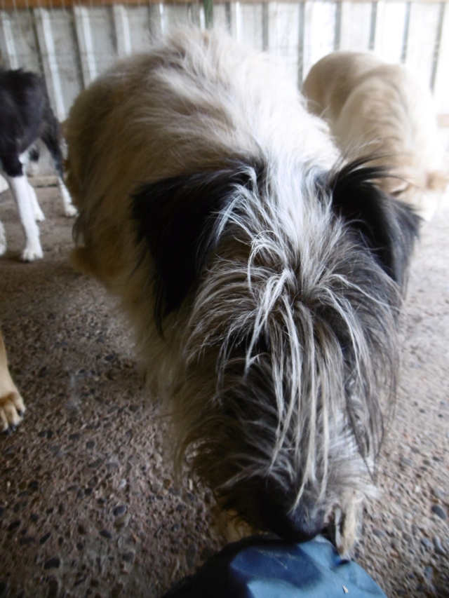 POLLUX !! + de 4 ans de box !! - mâle croisé de taille moyenne, né en février 2015 - REMEMBER ME LAND - Adopté par Marie Reine (4300 - Belgique)  - Page 3 Pollux27