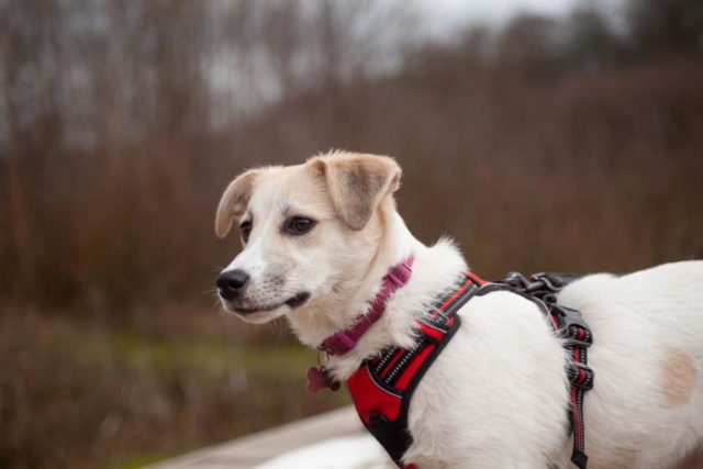 POMME (ex TATIANA) - chiot femelle, taille moyenne à l'âge adulte - Née environ en août 2019 - REMEMBER ME LAND - Adoptée par Axelle (76)  Pomme13