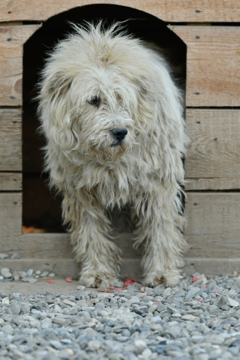 URGENCE pour PONCHO - mâle croisé, âgé, de taille moyenne, né en 2009 (PASCANI) - REMEMBER ME LAND- DECEDE Poncho27