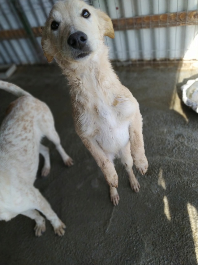 MILO (ex PONDI) - chiot mâle, de taille moyenne à l'âge adulte - né environ en fin avril 2020 - REMEMBER ME LAND - Adopté par Lou et Hugo (depart69)  Pondi14